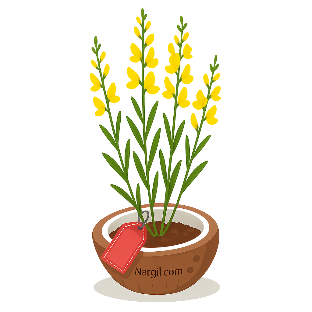  Nargil -  Spanish broom 